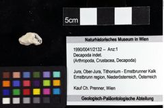 Foto (Objket + Etiketten) von Decapoda indet. 